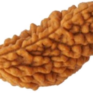 रुद्राक्ष : 1 – 9 मुखी