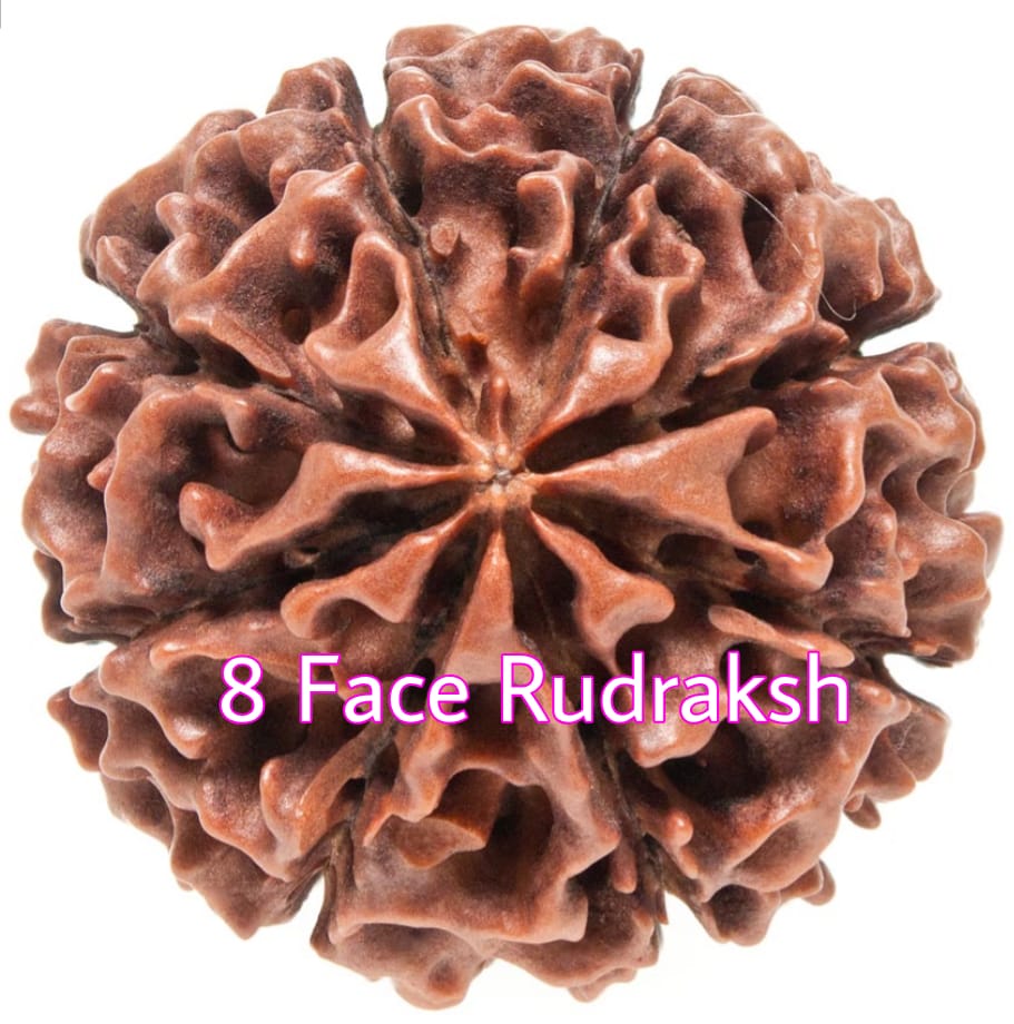 रुद्राक्ष : 1 - 9 मुखी - Image 11