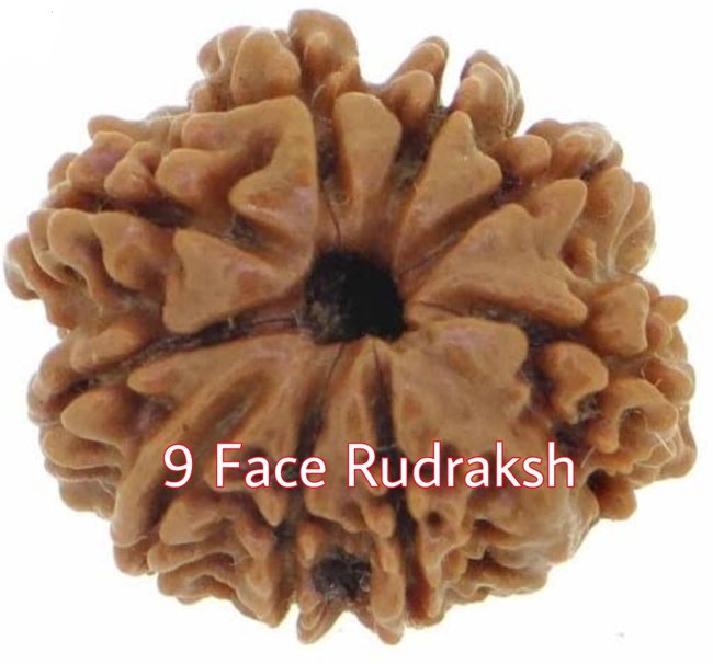 रुद्राक्ष : 1 - 9 मुखी - Image 12