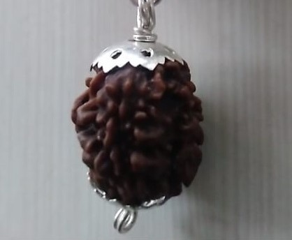रुद्राक्ष : 1 - 9 मुखी - Image 6